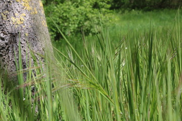 Fototapeta premium grass in the water