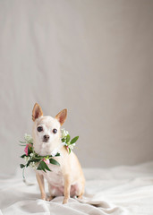Creative canine portraits in the natural light studio with fresh flower arrangements for a glamour shot and room for text