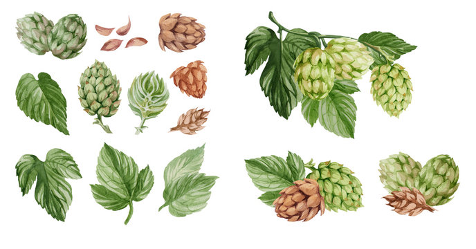 Hops cones. Hop on a white background. Watercolor illustration.