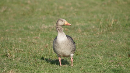 Gans im Naturschutzgebiet Rieselfelder bei Münster