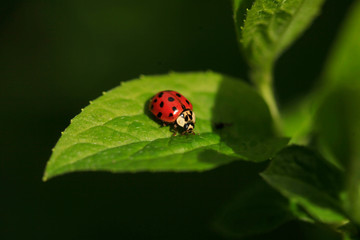 Red ladybug sitting on green leaf