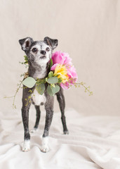 Creative canine portraits in the natural light studio with fresh flower arrangements for a glamour shot and room for text