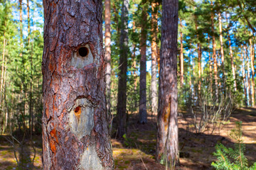 Autumn forest on a sunny day. Autumn in the park.