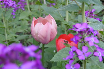 Im Verborgenen besch&uuml;tzt - Tulpen