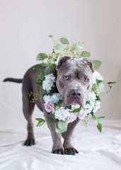 Creative gray pit bull dog portrait in the natural light studio with fresh flower around his neck for a glamour shot and room for text