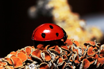 biedronka makro czerwono czarny insekt 