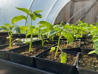 Greenhouse Garden