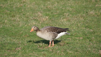 Gans im Naturschutzgebiet Rieselfelder bei Münster