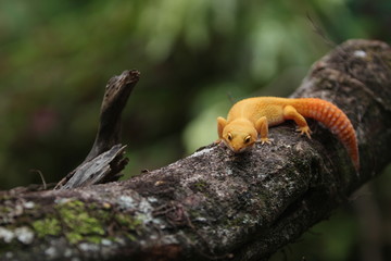 The common leopard gecko is a cathemeral, ground-dwelling lizard native to the rocky dry grassland and desert regions of Afghanistan, Pakistan, north-west India, and Iran.
