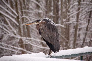 Blue Heron in Snow with wooded background