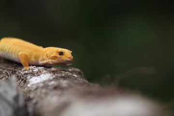 The common leopard gecko is a cathemeral, ground-dwelling lizard native to the rocky dry grassland and desert regions of Afghanistan, Pakistan, north-west India, and Iran.