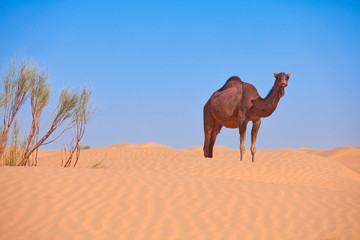 lonely camel in the sahara desert with blue sky