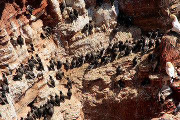 Brooding guillemots and gannets on Heligoland