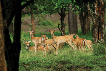 Naklejka na ściany i meble Spotted deer herd in evergreen indian forest