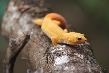 The common leopard gecko is a cathemeral, ground-dwelling lizard native to the rocky dry grassland and desert regions of Afghanistan, Pakistan, north-west India, and Iran.