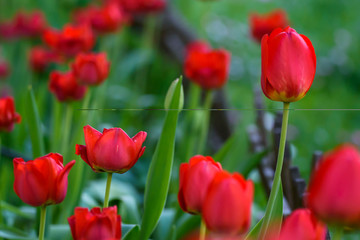 Obraz premium Selective focus photo. Red tulip flowers at flower bed in garden. Spring season.