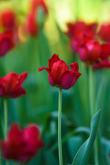 Obraz premium Selective focus photo. Red tulip flowers at flower bed in garden. Spring season.