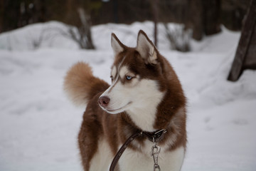 Dog breed Siberian Husky stands on the snow in winter looking to the side on the background of trees
