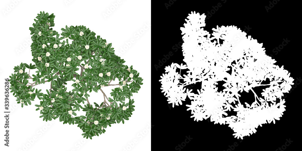 Canvas Prints top view of tree (plumeria obtusa) png with alpha channel to cutout 3d rendering