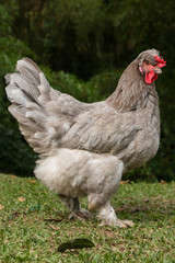 chicken on the farm. production animals for the food supply of the home. Farm birds for meat consumption.