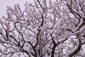 梅の花と積雪
