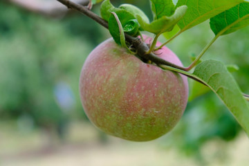 Gala apple