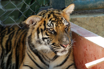 lazy tiger after breakfast posing in the sun