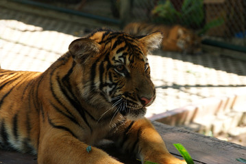 lazy tiger after breakfast posing in the sun