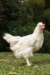 chicken on the farm. production animals for the food supply of the home. Farm birds for meat consumption.