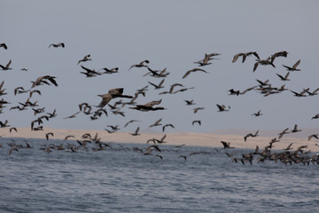 Birds in the National Park in Pisco, Peru