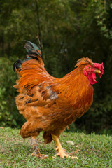 Red Rooster  in the farm