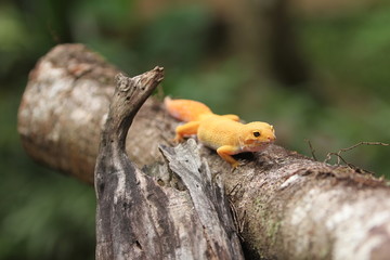 The common leopard gecko is a cathemeral, ground-dwelling lizard native to the rocky dry grassland and desert regions of Afghanistan, Pakistan, north-west India, and Iran.