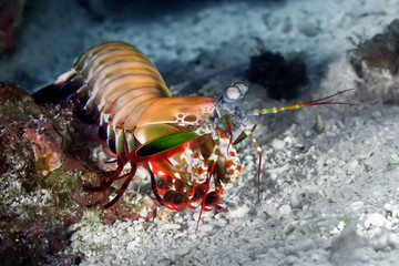 A brightly colored mantis peacock crawled out of its burrow. Looks around in search of prey. Underwater macro photography.