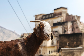 goat in Jaipur, India
