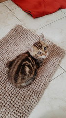 Fototapeta na wymiar abandoned baby cat
