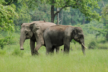Naklejka na ściany i meble Asian Elephants in Indian Evergreen Forest