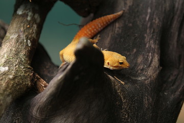 The common leopard gecko is a cathemeral, ground-dwelling lizard native to the rocky dry grassland and desert regions of Afghanistan, Pakistan, north-west India, and Iran.