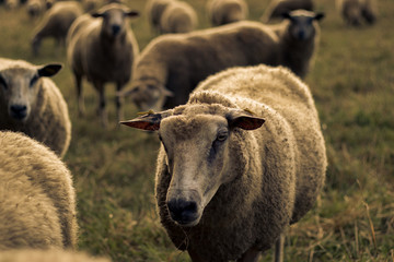 Herd of sheep in a soft sunset light