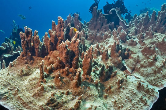 Huge coral Millepora platyphylla surrounded by blue water and small fish.