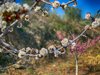 cherry blossom in spring