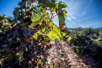 Fototapeta premium vineyard landscape in summer in Spain