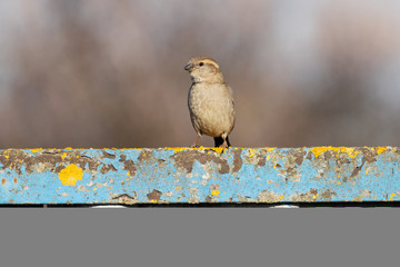 sparrow stands on an old fence