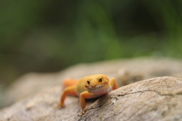 The common leopard gecko is a cathemeral, ground-dwelling lizard native to the rocky dry grassland and desert regions of Afghanistan, Pakistan, north-west India, and Iran.