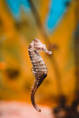 Seahorse on a colorful background