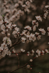 cherry tree blossom