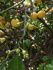 green apples on tree