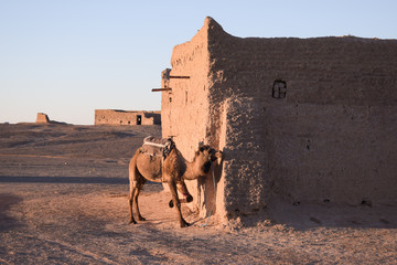 Camello solitario al atardecer junto a una casa en ruinas en el desierto