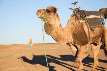 Dromedario en el desierto del Sahara al atardecer y una mujer al fondo