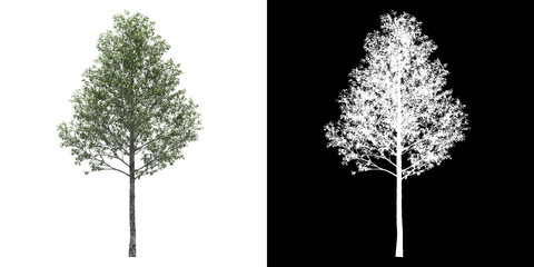 Left view of tree (Populus Alba) png with alpha channel to cutout 3D rendering - obrazy, fototapety, plakaty