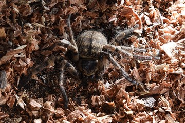 araña